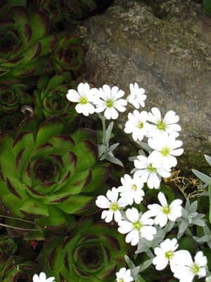 Flowers Flowers