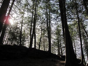 Forest Forest