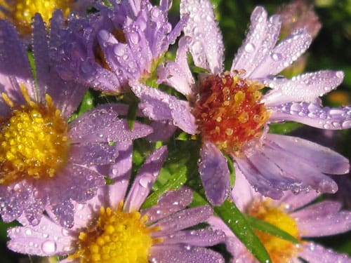 Michaelmas Daisy