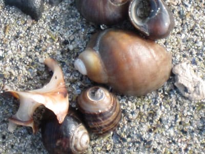 seashells